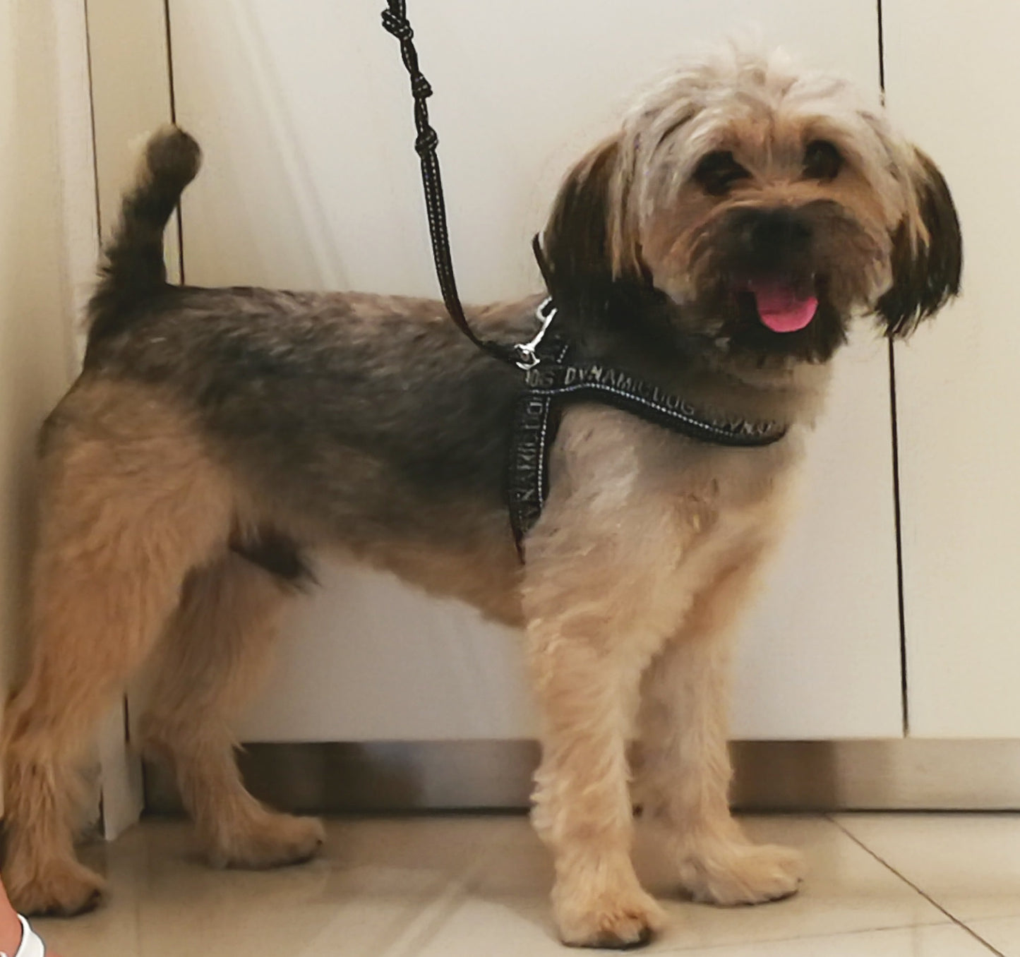 Bracciale Personalizzabile con figura del Cane